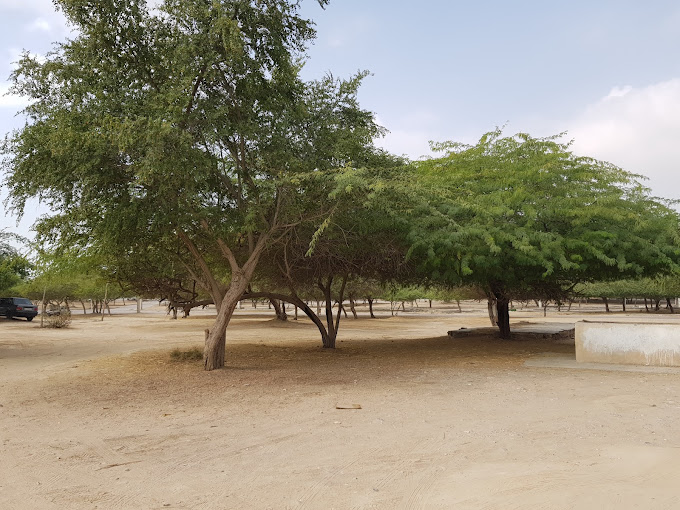 بوستان خليج فارس بندرعباس (پارک جنگلی) (7 تا از بهترین پارک بندرعباس از دیدگاه مردم | عکس + آدرس + لوکیشن + معرفی)